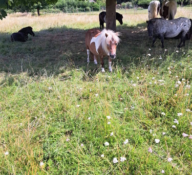 Hello from some of the residence at The Shetland Pony Welfare Trust sanctuary 