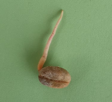 Grano de café con germinación avanzada