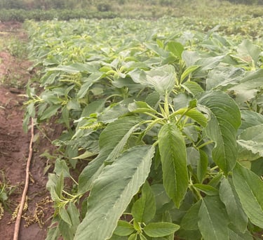 Plantations de Gboma