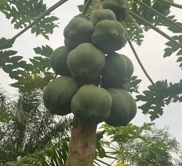 Plantations de Papaye