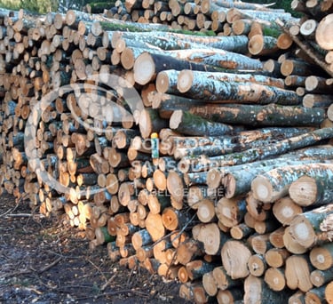 tas de troncs d'arbres coupés