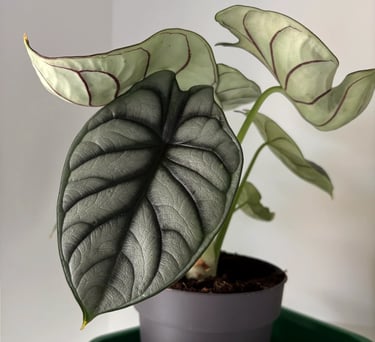 alocasia salvata