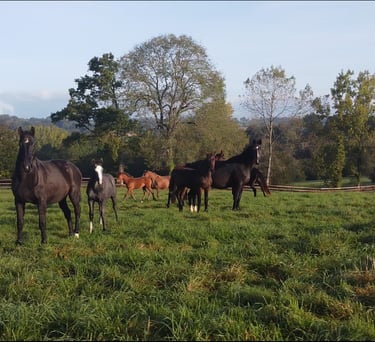 Juments et poulains dans un champs