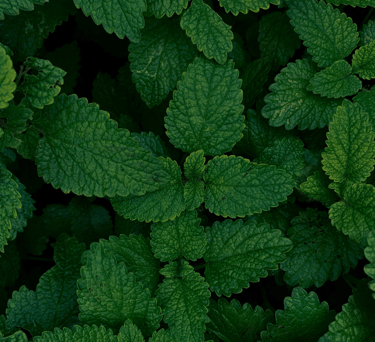a close up of a green leafy plant