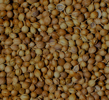 a bunch of coriander