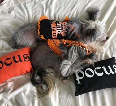 Chinese Crested puppies near me