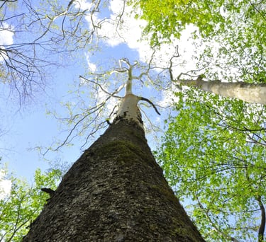 A large Sycamore tree observed while conducting an Environmental Impact Study in Southern Ontario.