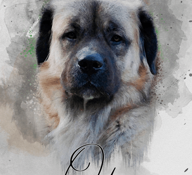 a dog is shown in this photo