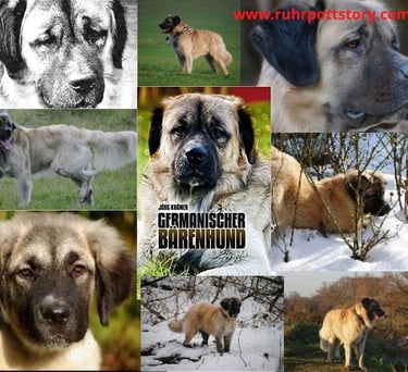 a collage of dogs and dogs in a collage of different breeds