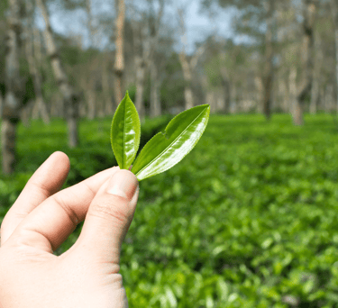 Tea Leaf AK NorthEast