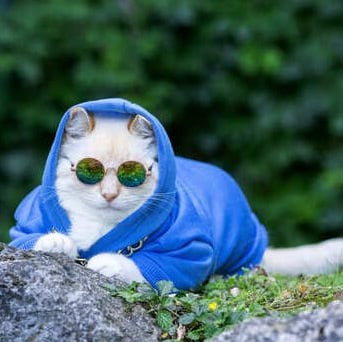Un gato blanco y elegante con una sudadera azul y gafas de sol redondas reflectantes al aire libre.