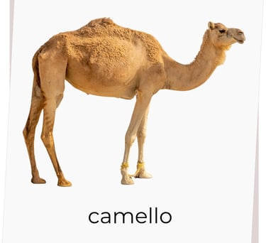 Montessori flash card camel bilingual English Spanish real photograph