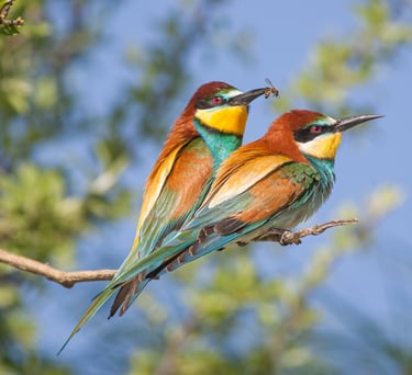 two birds sitting on a tree branch