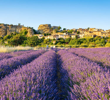 Les champs de Lavande du Luberon à Saignon