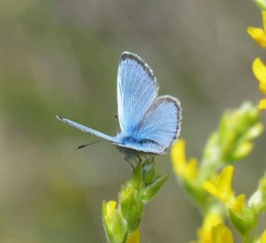 Blue morpho butterfly picture in a green scenery.