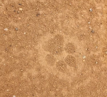 the foot print of flat head cat, or wild cat