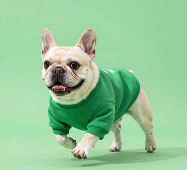 Un bulldog francés de color claro corriendo con un suéter verde para perros, sobre un fondo verde.