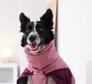 Un border collie blanco y negro que lleva un abrigo impermeable rosa y morado en casa.