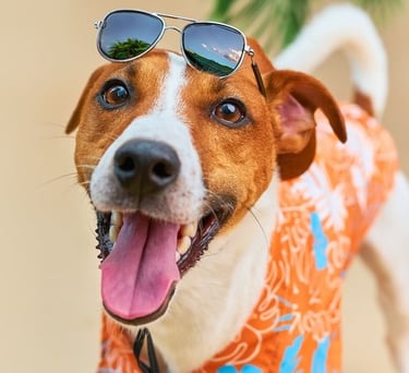 Un alegre perro Jack Russell Terrier que lleva una camisa hawaiana naranja con estampado y gafas.