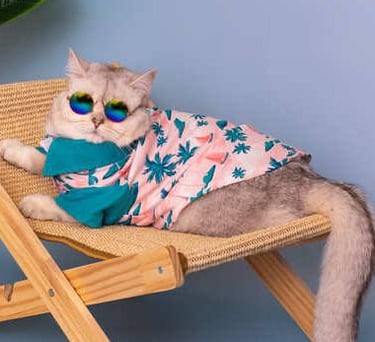 Gato gris esponjoso con gafas reponsando en una silla.