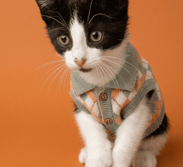 Un gatito pequeño blanco y negro que lleva un suéter estampado para mascotas, sobre un fondo naranja