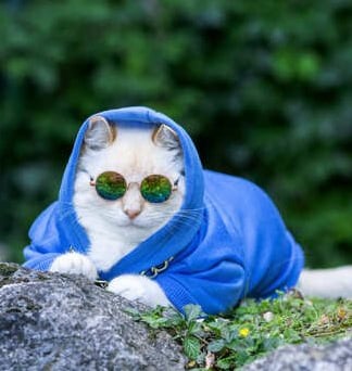 Un gato blanco con una sudadera azul con capucha y gafas de sol redondas descansa al aire libre