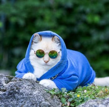 Gato blanco con una sudadera azul y gafas de sol redondas sentado sobre unas rocas