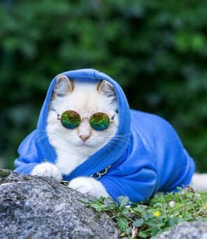 Un gato blanco con una sudadera azul y gafas de sol coloridas, sentado al aire libre.
