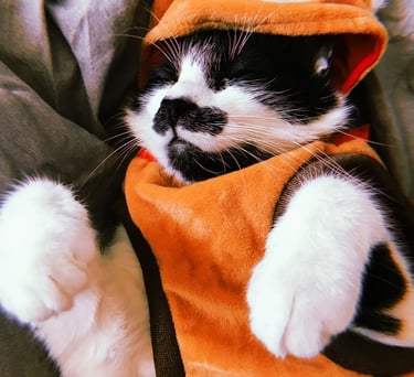 Un gato de esmoquin durmiendo tranquilamente mientras usa una linda sudadera con capucha de disfraz 
