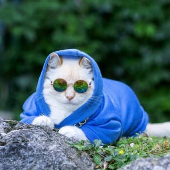 Un gato blanco con una sudadera azul con capucha y gafas de sol redondas