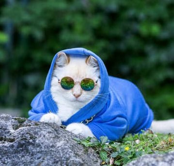 Un gato blanco con estilo, que lleva una sudadera azul con capucha y gafas de sol redondas