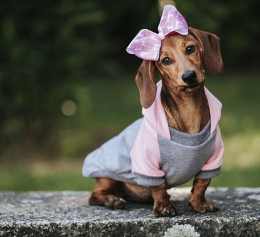 Un adorable cachorro de perro salchicha con una sudadera rosa y gris con un lazo a juego.