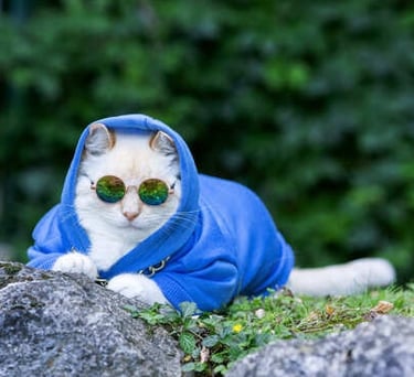  Un gato blanco con una sudadera azul y gafas de sol de colores posa sobre una roca al aire libre.