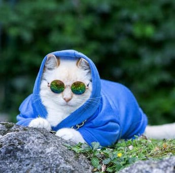 Gato blanco con gafas de sol y sudadera azul.