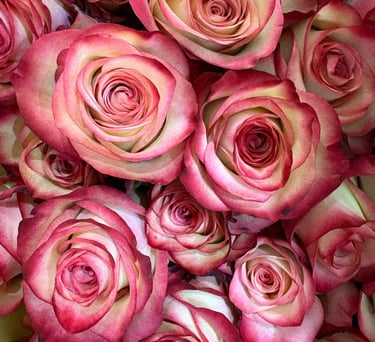 A bouquet of bicolor roses with cream petals and vibrant pink edges in full bloom.