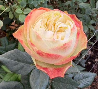 A blooming bicolor rose with cream petals and coral pink edges growing in a lush green garden.