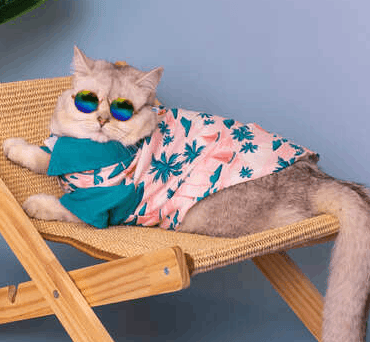 Un gato peludo con una camisa hawaiana rosa y gafas de sol, relajándose en una silla de playa