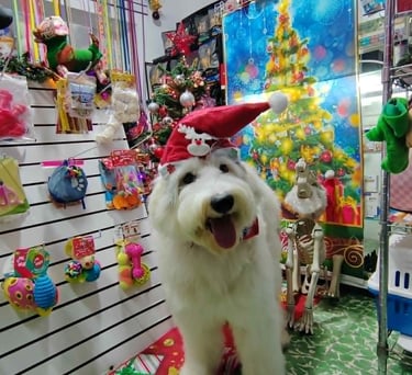 Un Goldendoodle con un sombrero de Santa en una boutique de mascotas festiva con navideña