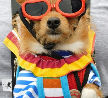 Un perro pequeño de color tostado, con gafas de sol rojas y una camisa de rayas coloridas