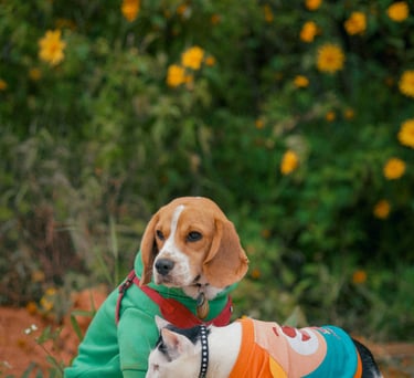 Un perro beagle tricolor y un gato blanco y negro que llevan sudaderas coloridas para mascotas