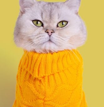 Un gato británico de pelo corto de color gris claro que lleva un acogedor suéter de punto amarillo