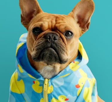 Bulldog francés marrón con impermeable azul de patitos amarillos sobre fondo verde azulado.