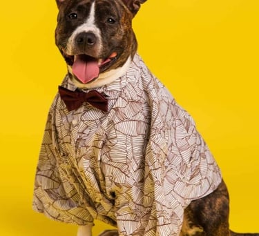 Un perro pitbull feliz que usa una camisa estampada y conrbatín de moño en un fondo amarillo