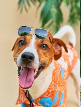 Feliz Jack Russell Terrier con una camisa tropical naranja y gafas de sol de vacaciones.