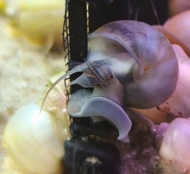 Steel Blue Mystery Snail with color-matched foot and shell pigment - Shell & Fin