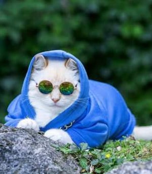 gatito en el bosque con chamarra y gafas de sol