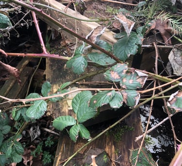 Blackberry bushes and thornes