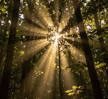 A vertical shot showing golden sunlight streaming through the leaves of a dense North American deciduous forest. The light creates soft, glowing flares and illuminates the dust motes in the air, conveying a sense of warmth, peace, and sacred space.