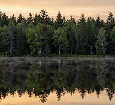 A calm Canadian landscape with a peaceful lake reflecting the moss green forest and a golden yellow morning sky, spacious and uncluttered composition.