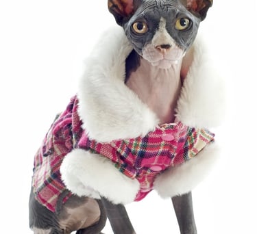 Gato esfinge sin pelo con abrigo de invierno a cuadros rosas y cuello de piel sintética